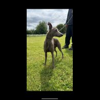 Whippet - Both