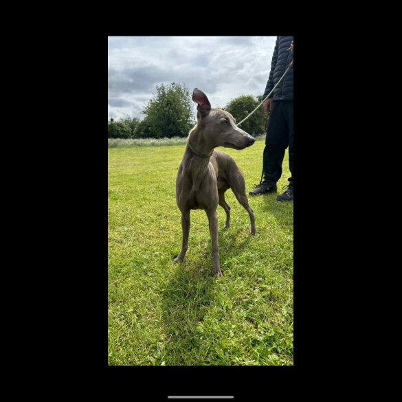 Whippet - Both