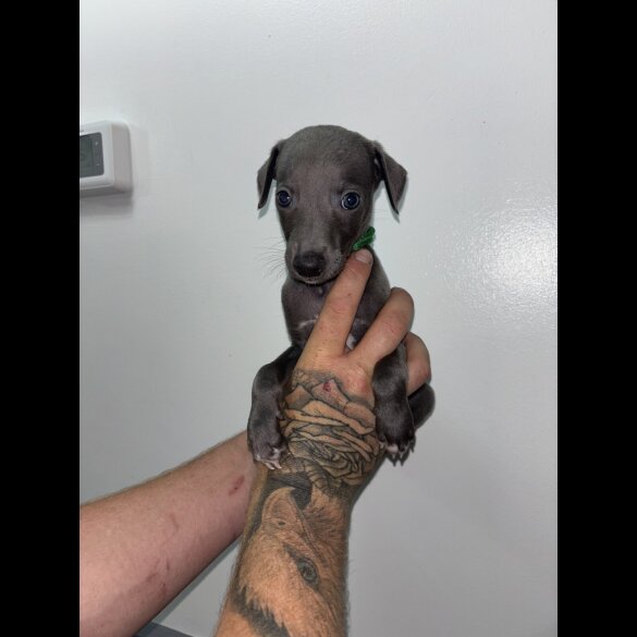 Whippet - Both