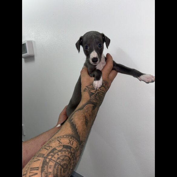 Whippet - Both