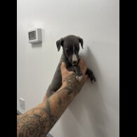 Whippet - Both