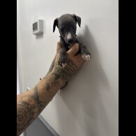Whippet - Both