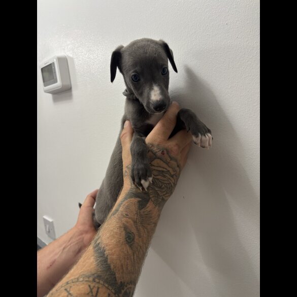 Whippet - Both