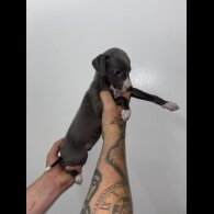 Whippet - Both