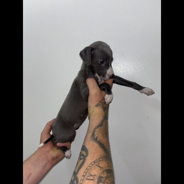 Whippet - Both