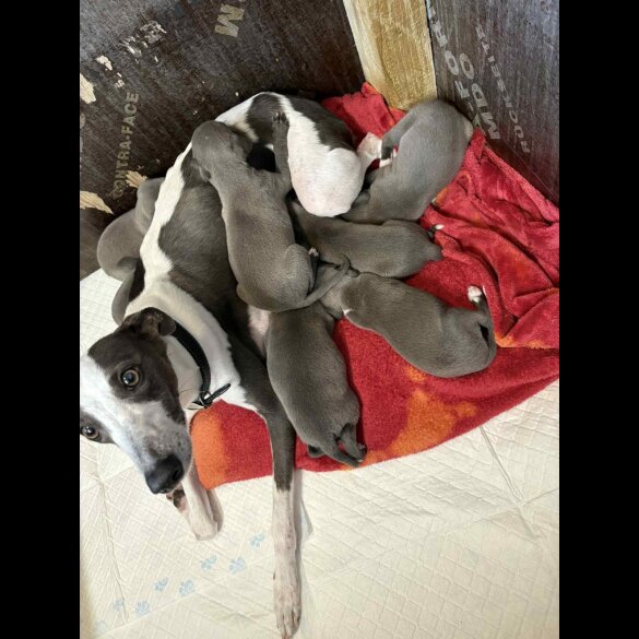 Whippet - Both
