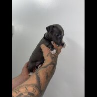 Whippet - Both