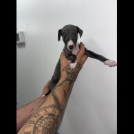 Whippet - Both