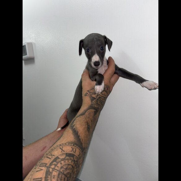 Whippet - Both