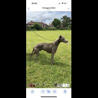 Whippet - Both