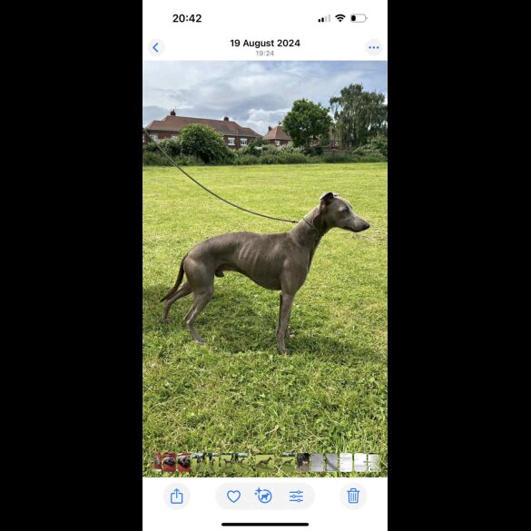Whippet - Both