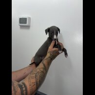 Whippet - Both