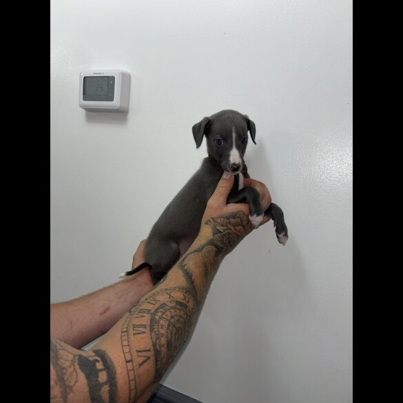 Whippet - Both