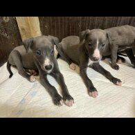 Whippet - Both