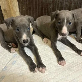 Whippet - Both