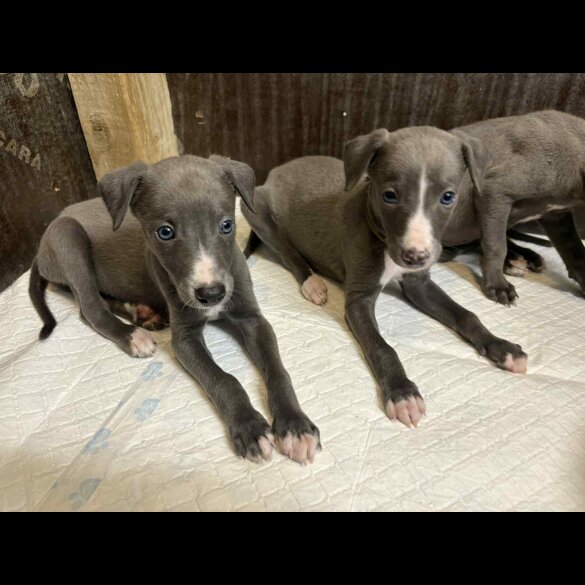 Whippet - Both