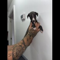 Whippet - Both