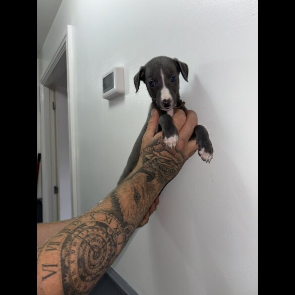 Whippet - Both