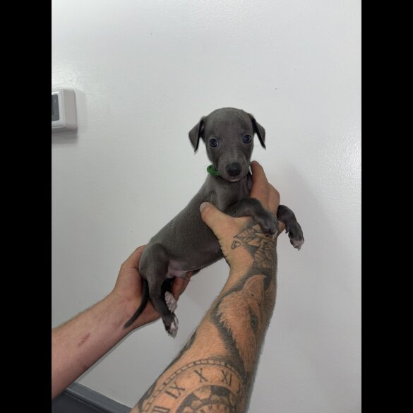 Whippet - Both