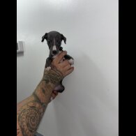 Whippet - Both