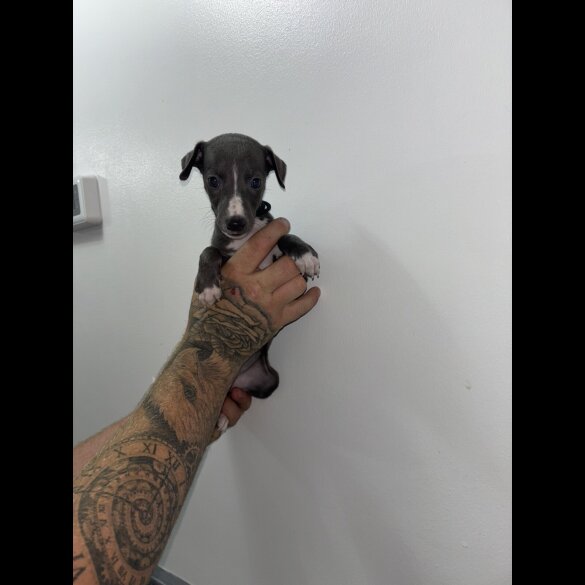 Whippet - Both