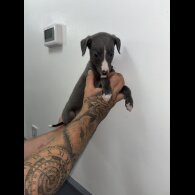 Whippet - Both