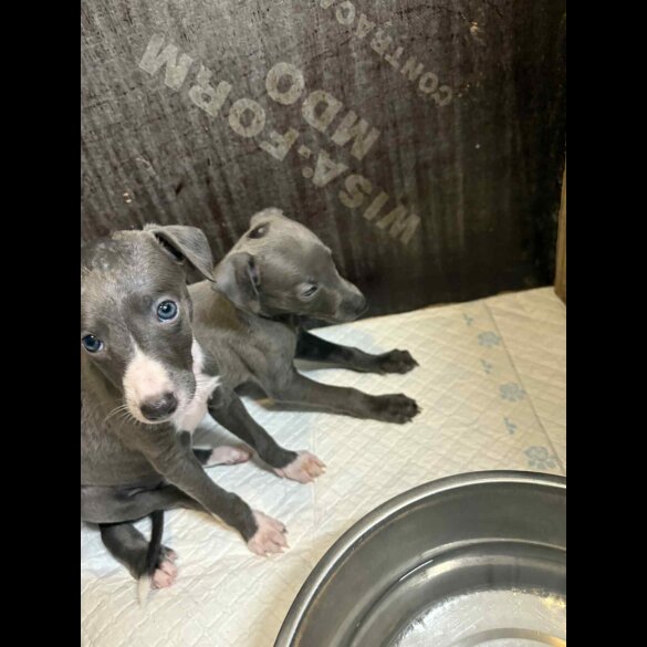Whippet - Both
