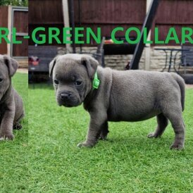 Staffordshire Bull Terrier - Both
