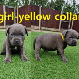 Staffordshire Bull Terrier - Both