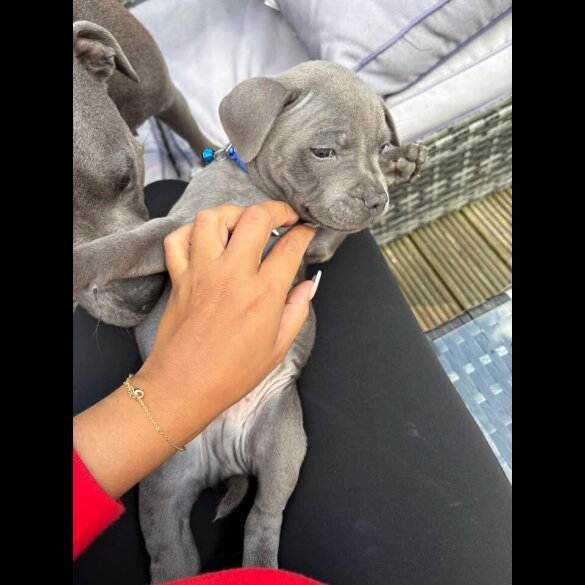 Staffordshire Bull Terrier - Both