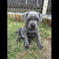 Staffordshire Bull Terrier - Both