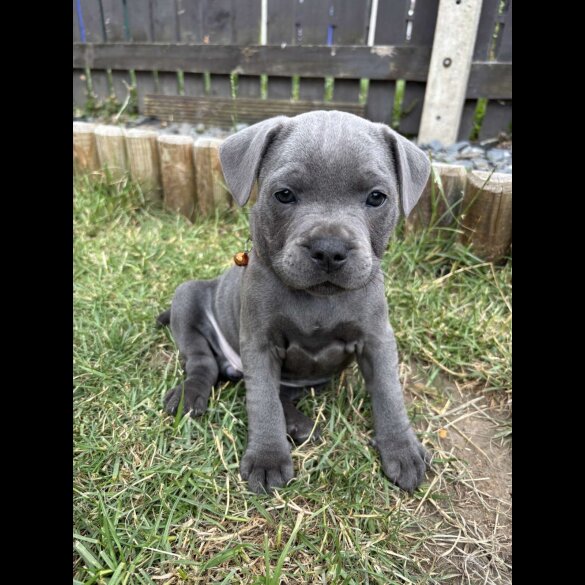 Staffordshire Bull Terrier - Both