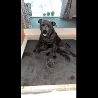 Staffordshire Bull Terrier - Both