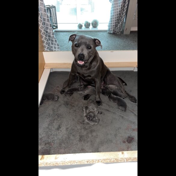 Staffordshire Bull Terrier - Both