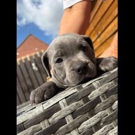 Staffordshire Bull Terrier - Both