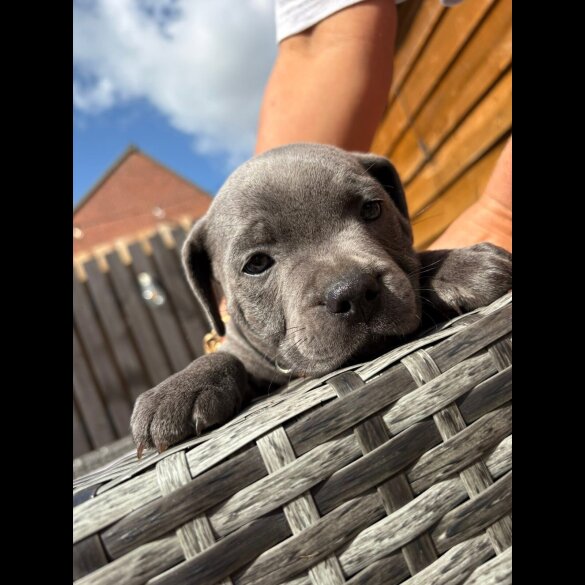 Staffordshire Bull Terrier - Both