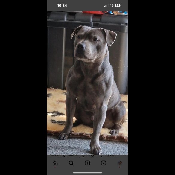 Staffordshire Bull Terrier - Both