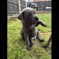 Staffordshire Bull Terrier - Both