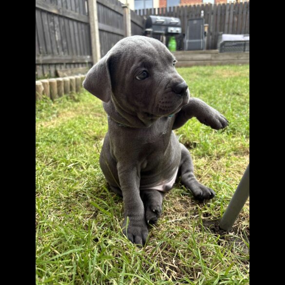 Staffordshire Bull Terrier - Both