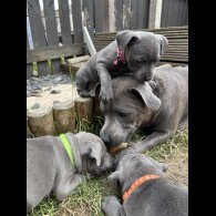 Staffordshire Bull Terrier - Both
