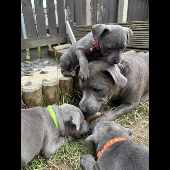Staffordshire Bull Terrier - Both