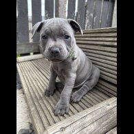 Staffordshire Bull Terrier - Both