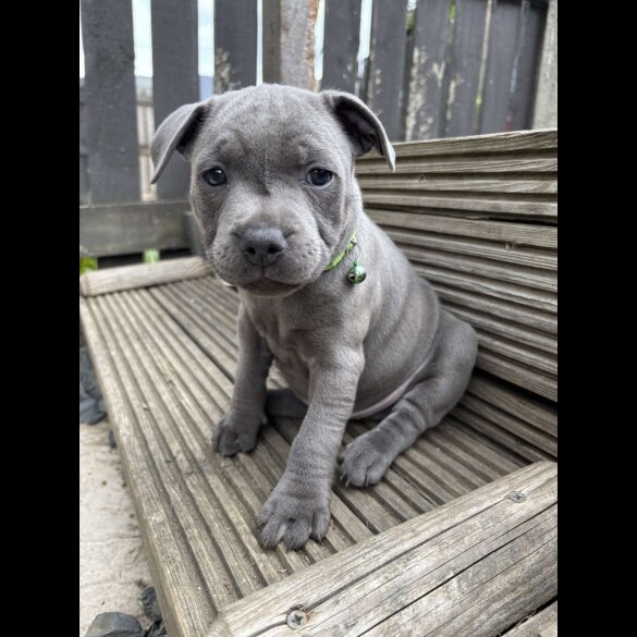Staffordshire Bull Terrier - Both