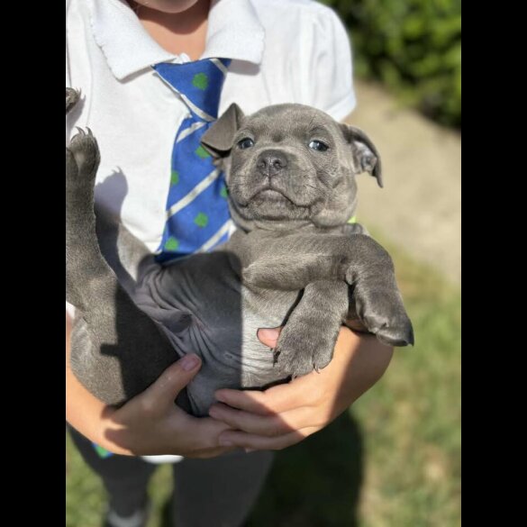 Staffordshire Bull Terrier - Both