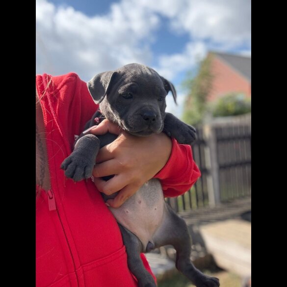 Staffordshire Bull Terrier - Both