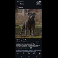 Staffordshire Bull Terrier - Both