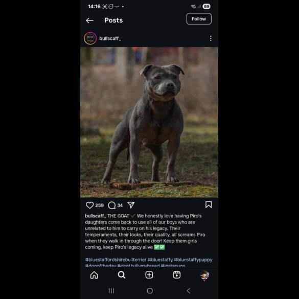 Staffordshire Bull Terrier - Both