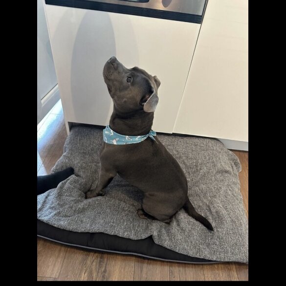 Staffordshire Bull Terrier - Both