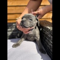 Staffordshire Bull Terrier - Both