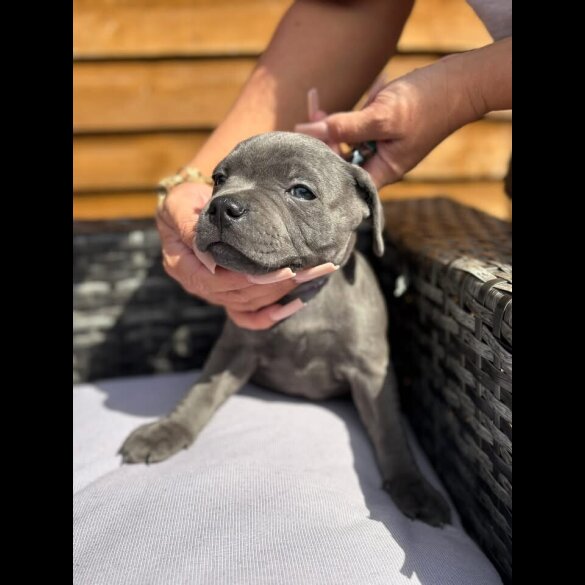Staffordshire Bull Terrier - Both
